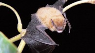 Image of Nycticeinops schlieffenii which is represented by a new species in Senegal (© Natalie Weber).