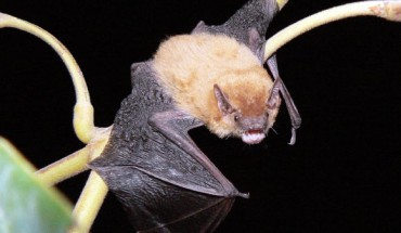Image of Nycticeinops schlieffenii which is represented by a new species in Senegal (© Natalie Weber).