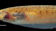 Brachyhypopomus bennetti, female, 8.5 inches / 21.5 cm long. Scale bar - 1 cm (Sullivan JP et al).
