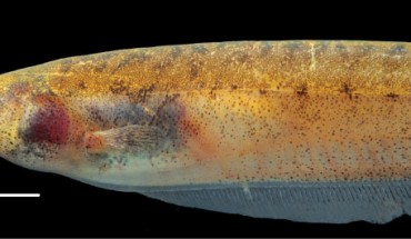 Brachyhypopomus bennetti, female, 8.5 inches / 21.5 cm long. Scale bar - 1 cm (Sullivan JP et al).