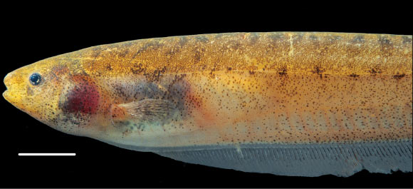 Brachyhypopomus bennetti, female, 8.5 inches / 21.5 cm long. Scale bar - 1 cm (Sullivan JP et al).
