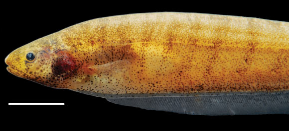 Brachyhypopomus walteri, sex undetermined, 6.5 inches / 16.4 cm long. Scale bar - 1 cm (Sullivan JP et al).