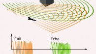 A depiction of the ultrasound signals emitted by a bat, and the echo from a nearby object. Image credit: Petteri Aimonen.