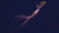 The deep-sea squid Grimalditeuthis bonplandi (Hendrik J. T. Hoving et al / MBARI).