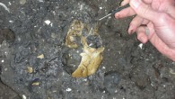 The cranium of juvenile Lufengpithecus lufengensis found at the site of Shuitangba (Xue-Ping Ji / Yunnan Institute of Cultural Relics and Archaeology).
