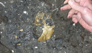 The cranium of juvenile Lufengpithecus lufengensis found at the site of Shuitangba (Xue-Ping Ji / Yunnan Institute of Cultural Relics and Archaeology).