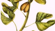 This is an artist's reconstruction of Archaeanthus, an ancestor of the tulip tree. Image credit: David Dilcher.