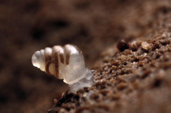 The cave-dwelling snail Zospeum tholussum. Image credit: J. Bedek.
