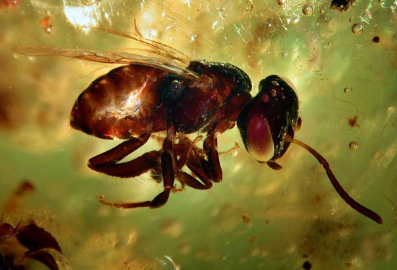 The stingless bee Trigonisca ameliae in Colombian copal. Image credit: Dr David Penney / University of Manchester.
