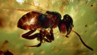 The scientists have tried to extract ancient DNA from two stingless bees Trigonisca ameliae. This image shows Trigonisca ameliae bee in Colombian copal. Image credit: Dr David Penney / University of Manchester.