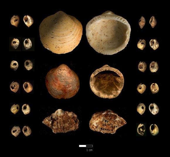 Shell specimens from Ksar Akil (Douka K et al).