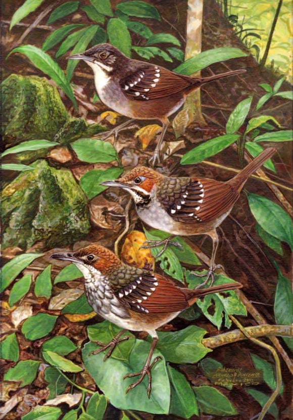 Three ground-warbler species from Philippines: Bicol Ground-Warbler, top, the newly discovered Sierra Madre Ground-Warbler, center, and Cordilleran Ground-Warbler. Image credit: Marco A. Pineda M. / The Condor.