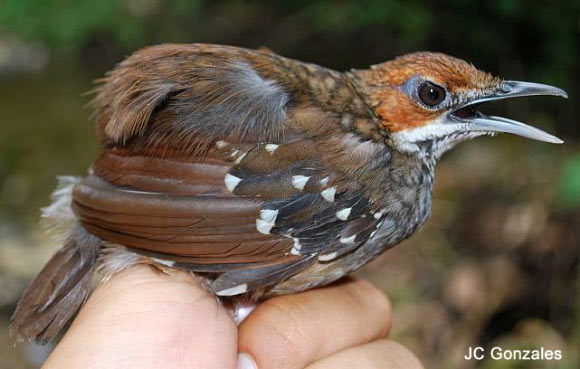 Sierra Madre Ground-Warbler, Robsonius thompsoni, adult. Image credit: J.-C. Gonzales, via ornithomedia.com.
