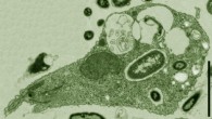 This is a false-color micrograph of Pygsuia biforma. Scale bar - 2 µm. Image credit: Matthew W. Brown et al / Proc. R. Soc. B.