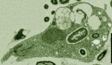 This is a false-color micrograph of Pygsuia biforma. Scale bar - 2 µm. Image credit: Matthew W. Brown et al / Proc. R. Soc. B.