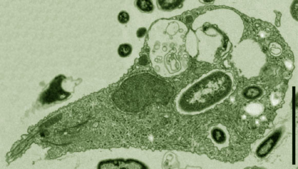 This is a false-color micrograph of Pygsuia biforma. Scale bar - 2 µm. Image credit: Matthew W. Brown et al / Proc. R. Soc. B.
