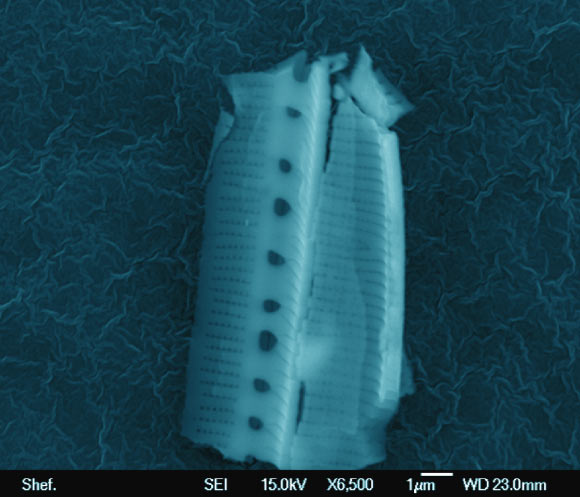 This image shows a diatom frustule, possibly a Nitzschia species, captured on a stud from a height of 25 km in the stratosphere. Image credit: Milton Wainwright et al.