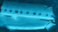 This image shows a diatom frustule, possibly a Nitzschia species, captured on a stud from a height of 25 km in the stratosphere. Image credit: Milton Wainwright et al.
