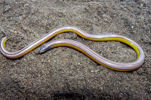The newly discovered legless lizard Anniella grinnelli. Image credit: Alex Krohn.