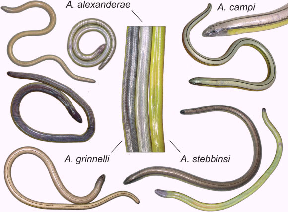 Anniella alexanderae, upper left: dorsal and ventral view showing the diagnostic gray coloration. Anniella campi, upper right: dorsal view and detail showing diagnostic double dark lateral stripes. Anniella grinnelli, lower left: ventral view showing diagnostic purple coloration and dorsal view. Anniella stebbinsi, lower right: dorsal and ventral view. Center: comparison of ventral coloration from three of the new species: A. grinnelli, left, A. alexanderae, center, and A. stebbinsi. Image credit: Theodore Papenfuss / James Parham.