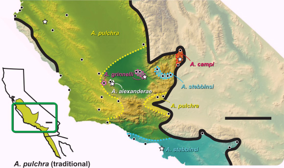 This map shows the traditional distribution of Anniella pulchra and the hypothesized distribution of the newly described species. Image credit: Theodore Papenfuss / James Parham.