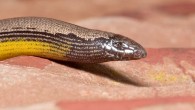 Anniella pulchra. Image credit: Marlin Harms / CC BY 2.0.