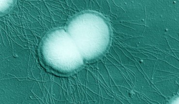 This scanning electron micrograph shows Neisseria gonorrhoeae diplococci. Image credit: Charles Brinton / National Institutes of Health.