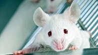 The new study provides a potential approach for the selective treatment of unwanted memories associated with psychiatric disorders that is both selective and does not rely on retrieval of the memory. Image credit: Katsushi Arisaka / University of California, Los Angeles.