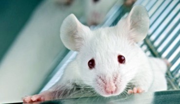 The new study provides a potential approach for the selective treatment of unwanted memories associated with psychiatric disorders that is both selective and does not rely on retrieval of the memory. Image credit: Katsushi Arisaka / University of California, Los Angeles.