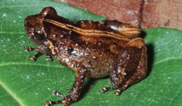 Oreophryne cameroni from Keki Lodge, Adelbert Mts. Image credit: Fred Kraus.