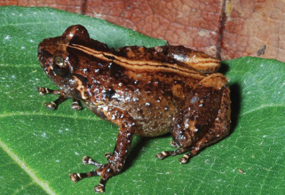 Oreophryne cameroni from Keki Lodge, Adelbert Mts. Image credit: Fred Kraus. 