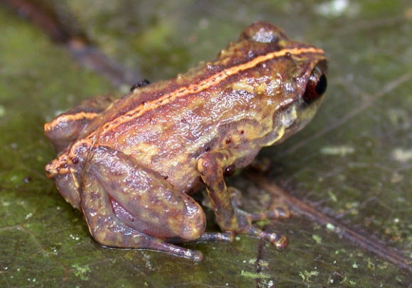 Oreophryne parkopanorum from Mt. Sapau, Torricelli Mts. Image credit: Fred Kraus.