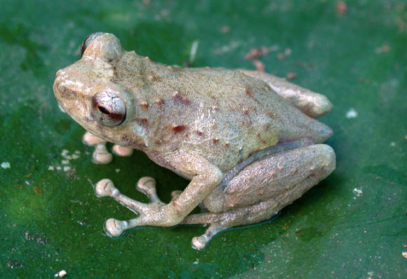 Oreophryne gagneorum from Rossel Island. Image credit: Fred Kraus.