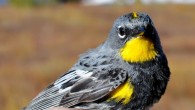 An Audubon's warbler, Setophaga coronata auduboni. Image credit: David P. L. Toews.