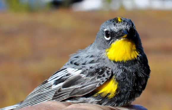An Audubon's warbler, Setophaga coronata auduboni. Image credit: David P. L. Toews.