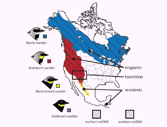 This map shows the breeding ranges, migratory behavior and distribution of mtDNA in four groups of yellow-rumped warblers. New data demonstrates that the area where there is a transition in mtDNA is also home to a shift in migratory behavior, from residents to migrants. Image credit: David P. L. Toews et al.