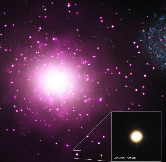 The ultra-compact dwarf galaxy M60-UCD1 is located near a massive elliptical galaxy Messier 60. Image credit: X-ray – NASA / CXC / MSU / J.Strader et al; optical – NASA / STScI.
