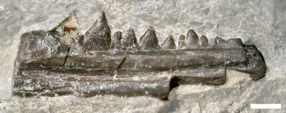 This skull fossil was found in a mudstone layer at the top of the Untere Graue Mergel of the Lower Keuper, Vellberg, Germany. Scale bar - 1 mm. Image credit: Marc Jones et al.