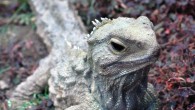 The lepidosaurs were the ancestors of lizards, snakes and tuatara. This image shows the extant tuatara Sphenodon punctatus. Image credit: Keres H / CC BY 3.0.