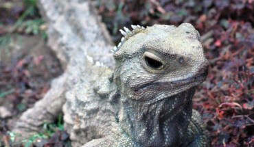 The lepidosaurs were the ancestors of lizards, snakes and tuatara. This image shows the extant tuatara Sphenodon punctatus. Image credit: Keres H / CC BY 3.0.