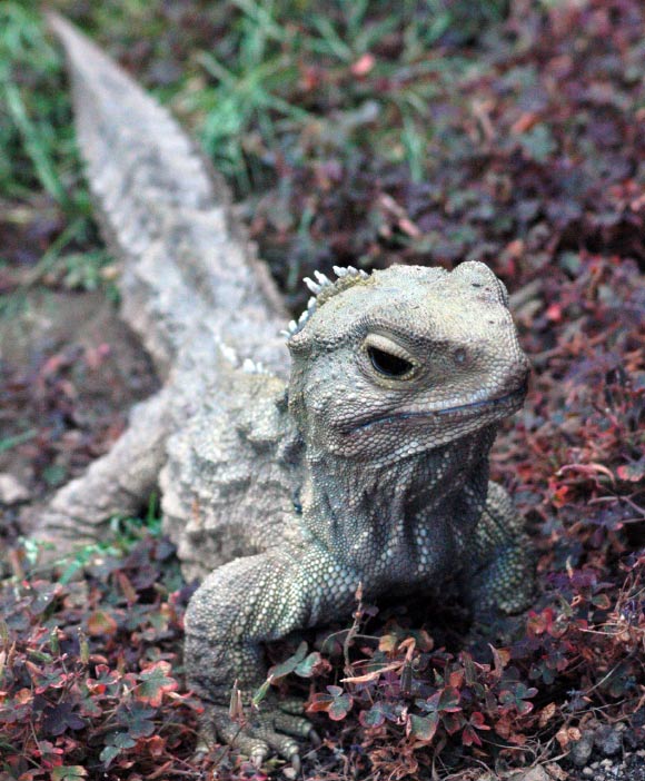 The lepidosaurs were the ancestors of lizards, snakes and tuatara. This image shows the extant tuatara Sphenodon punctatus. Image credit: Keres H / CC BY 3.0.