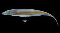 Akawaio penak. Image credit: Hernán López-Fernández.