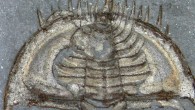 Completely enrolled specimen of the olenellid Mummaspis muralensis from the early Cambrian Mural Formation, Jasper National Park, Alberta, Canada. Image credit: Javier Ortega-Hernández.