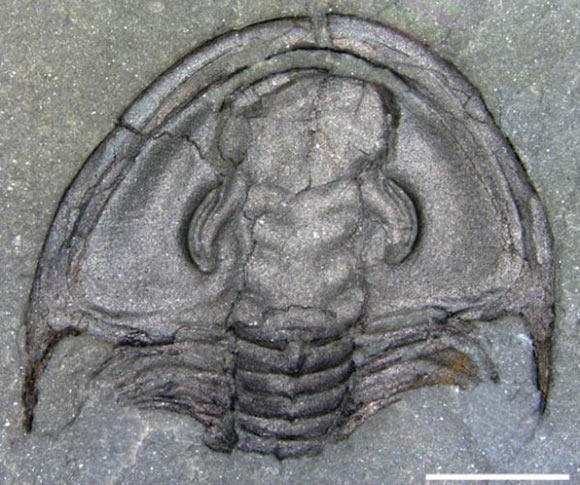 Specimen of the olenellid Mummaspis occidens with overlapping segments in the body. Scale bar - 5 mm. Image credit: Javier Ortega-Hernández.