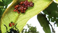 Doryphora paykulli female with eggs and first instar larvae under a leaf of Prestonia seemanii. Image credit: Suzanne Lanckowsky.