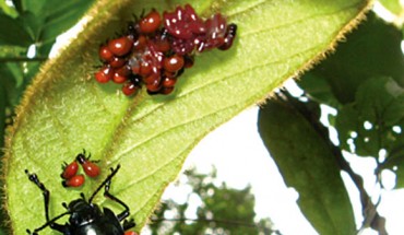 Doryphora paykulli female with eggs and first instar larvae under a leaf of Prestonia seemanii. Image credit: Suzanne Lanckowsky.
