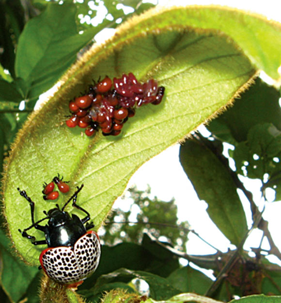 Doryphora paykulli female with eggs and first instar larvae under a leaf of Prestonia seemanii. Image credit: Suzanne Lanckowsky.