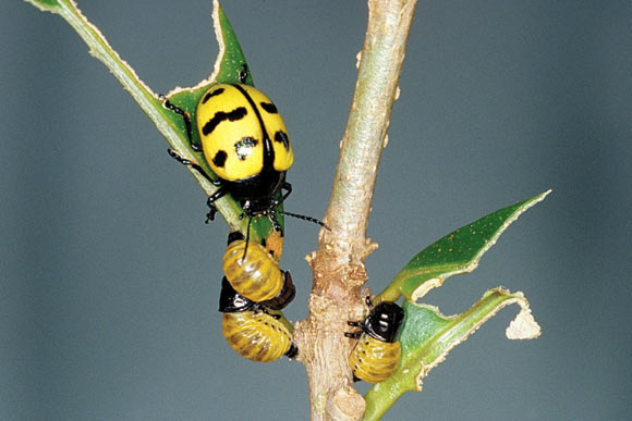 Female Platyphora microspina and young larval brood moving among leaves. Image credit: Donald Windsor.