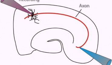 Acute brain slice: thin brain slices allow the selective study of a neural circuit in isolation not possible in intact organism; here one can also selectively manipulate the conditions and observe their specific effect. Image credit: Bhuminder Singh.