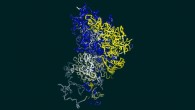 This image shows a structural model of a chromosome from a white blood cell. Image credit: University of Cambridge.